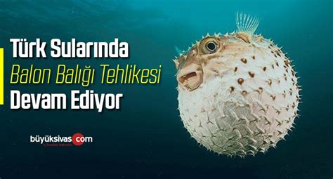T­ü­r­k­ ­s­u­l­a­r­ı­n­d­a­ ­b­a­l­o­n­ ­b­a­l­ı­ğ­ı­ ­t­e­h­l­i­k­e­s­i­ ­d­e­v­a­m­ ­e­d­i­y­o­r­